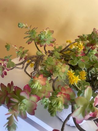 Planta suculenta con flores amarillas