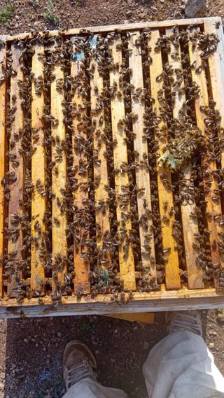 Colmena Alzas Dadant