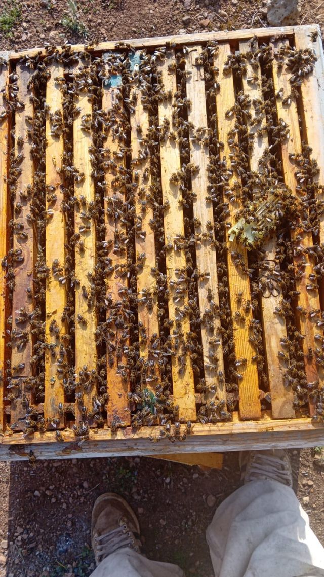 Colmena Alzas Dadant