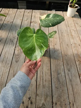 Monstera Thai constellation