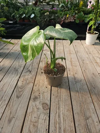 Monstera Thai constellation