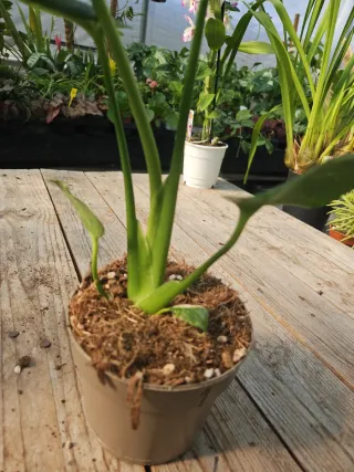 Monstera Thai constellation