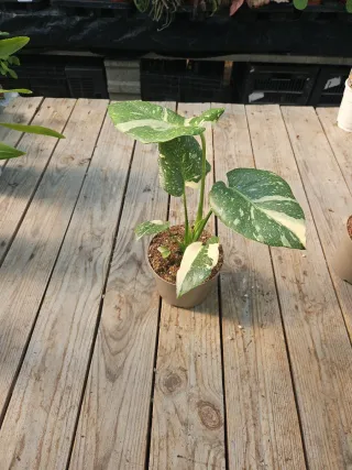 Monstera thai constellation