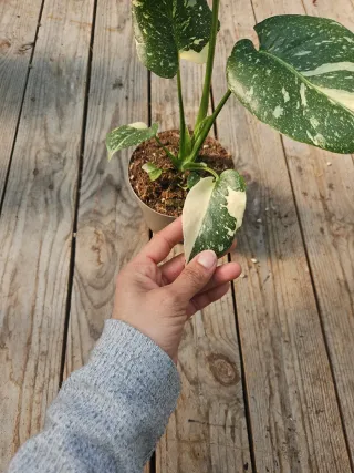 Monstera thai constellation