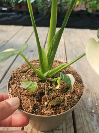 Monstera thai constellation