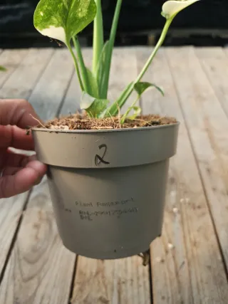 Monstera thai constellation