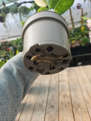 Monstera thai constellation