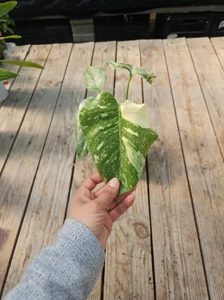 Monstera thai constellation