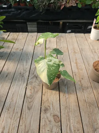 Monstera thai constellation