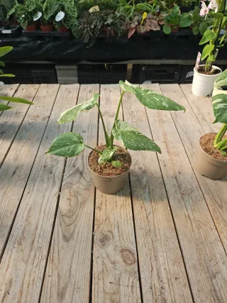 Monstera thai constellation