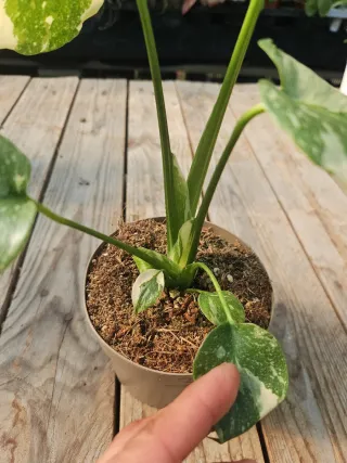 Monstera thai constellation