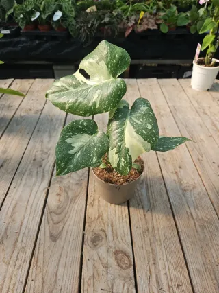 Monstera Thai constellation