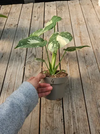 Monstera Thai constellation