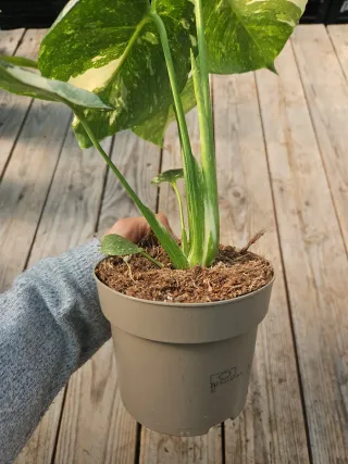 Monstera Thai constellation