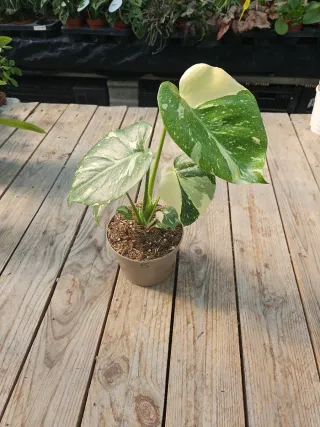 Monstera thai constellation