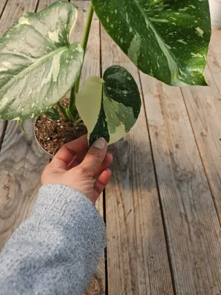 Monstera thai constellation