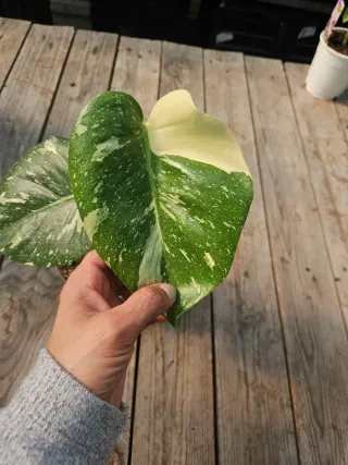 Monstera thai constellation