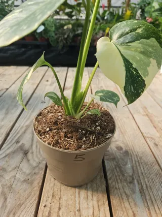 Monstera thai constellation