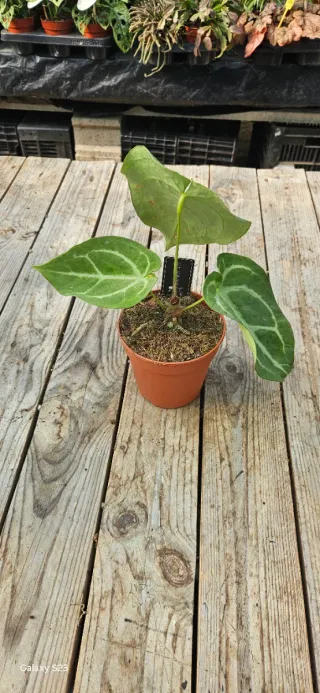 Anthurium magnificum