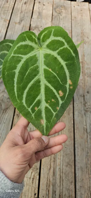 Anthurium magnificum