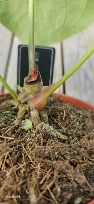 Anthurium magnificum