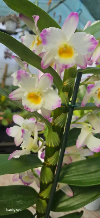 Dendrobium Nobile