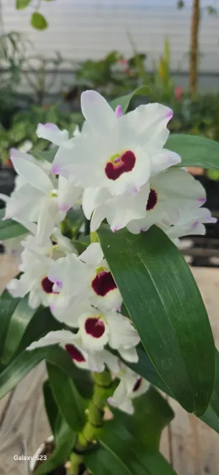 Orquídea Dendrobium Nobile