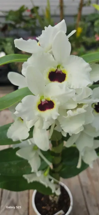 Orquídea Dendrobium