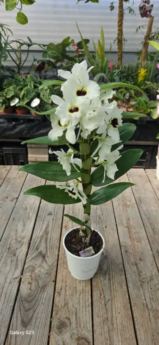 Orquídea Dendrobium