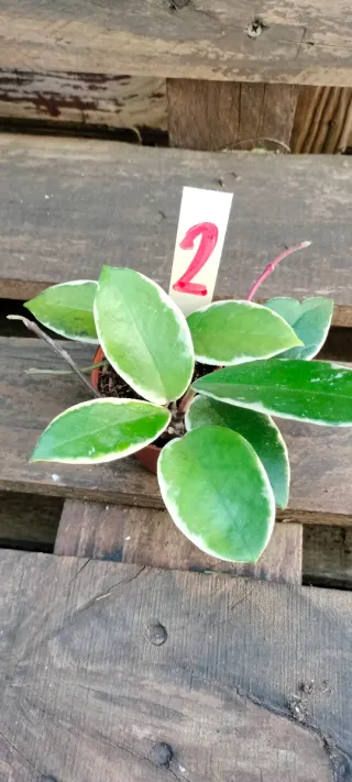 Planta Hoya Flamingo