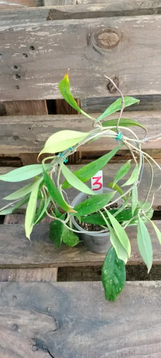 Hoya Pubicalyx Planta