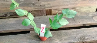 Hoya Polineura 18,95€