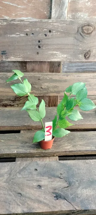 Hoya Polineura 18,95€