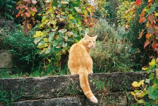 Cámara Pentax Espio 135M Analógica