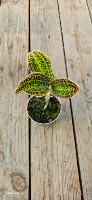 Jewel orchid
