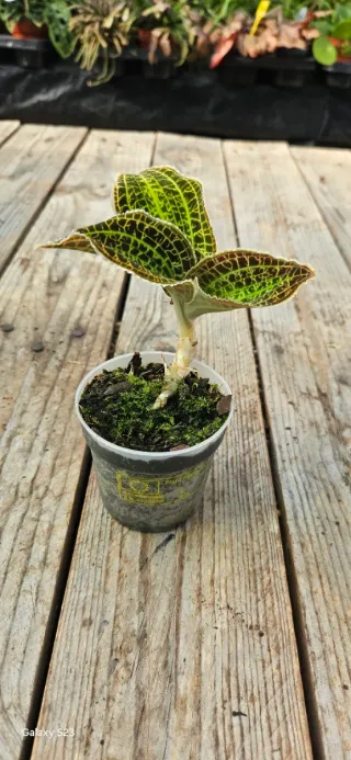 Jewel orchid
