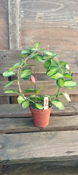 Hoya Australis Lisa