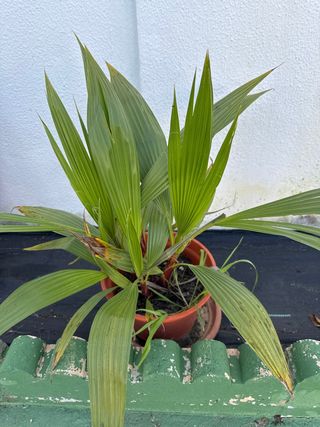 4 Palmeras pequeñas