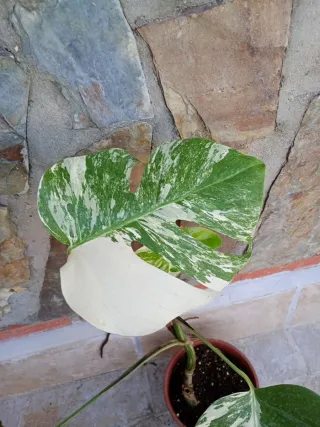 Monstera albo variegata