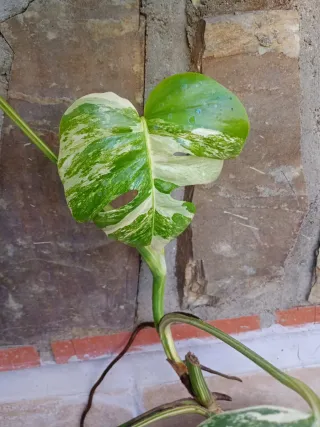 Monstera albo variegata