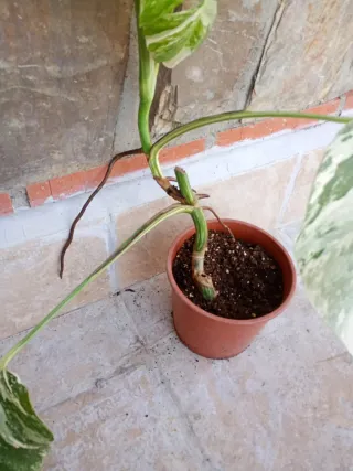Monstera albo variegata