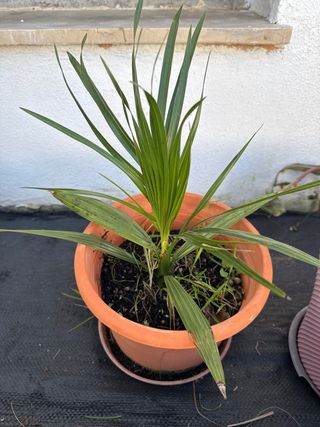 Palmera pequeña en maceta