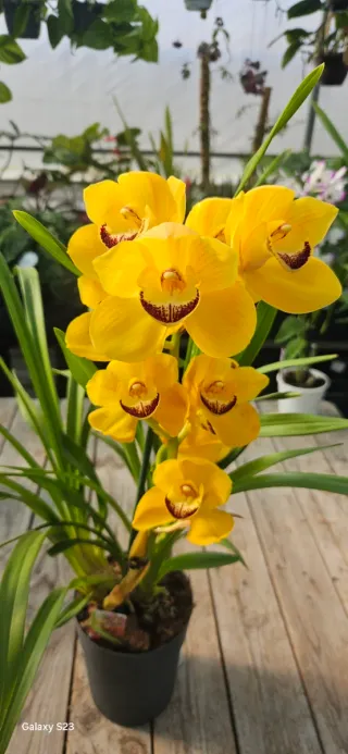 Orquídea Cymbidium Amarela