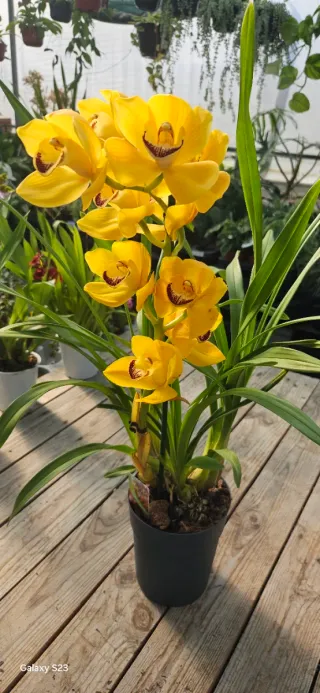 Orquídea Cymbidium Amarela