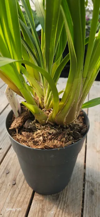 Orquídea Cymbidium Amarela