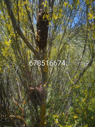 Retiro enjambres de abejas  apicultor