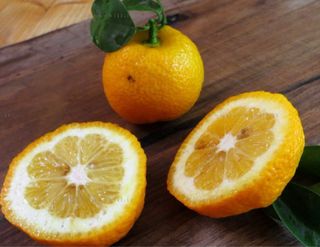 Chinotto ( Citrus Mirtifolia )