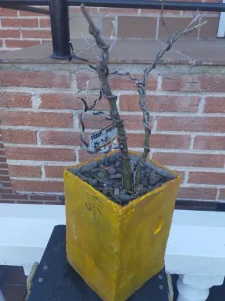 Acacia en maceta amarilla solo venta en persona