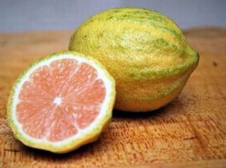 Limone Variegata