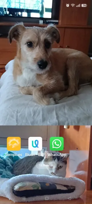 Oppo Reno12 FS 5G 12GB 512GB, con garanzia di 18 mesi